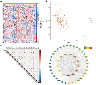 TGF-β based risk model to predict the prognosis and immune features in glioblastoma